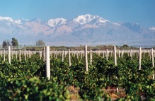 Argentina Mendoza Masi Tupungato panoramic view vineyards